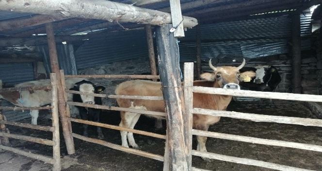 Gürcistan dan Getirilen Hayvanlar Yaylada Yakalandı 