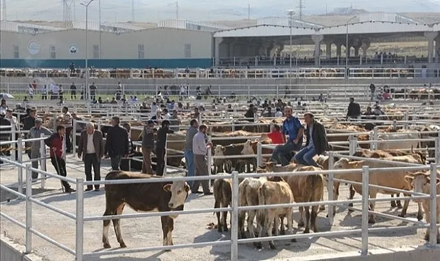 Karantina Bitti Ardahan Hayvan Pazarı Açıldı